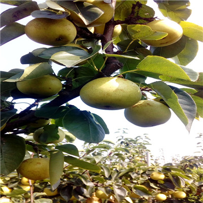黄金梨树苗批发多钱 定植两年的小梨树种植技术