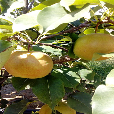 红香酥梨树苗种植技术 三公分梨树苗场电话