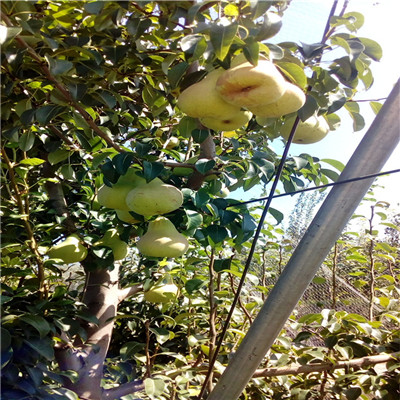滿天星紅梨苗批發(fā)多錢 兩年生嫁接梨樹苗批發(fā)基地