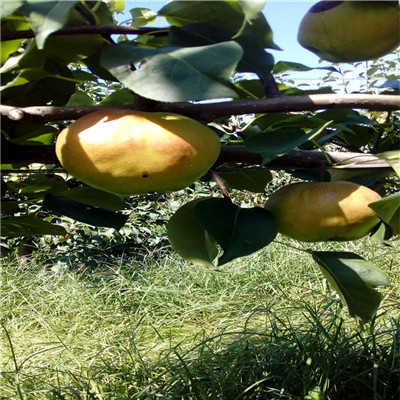 黃寶石梨樹苗定植兩年的小梨樹批發(fā)多錢