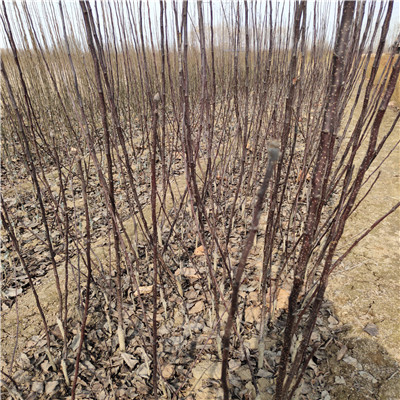 黃寶石梨樹苗批發(fā)多錢 當年結(jié)果梨樹基地報價