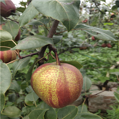 红梨苗批发多钱 定植两年的小梨树种植技术