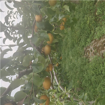 紅香酥梨樹(shù)苗批發(fā)基地當(dāng)年結(jié)果梨樹(shù)價(jià)格及報(bào)價(jià)
