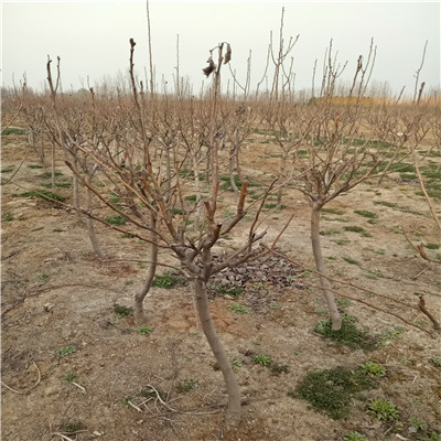 滿天星紅梨苗批發(fā)多錢 兩年生嫁接梨樹苗批發(fā)基地