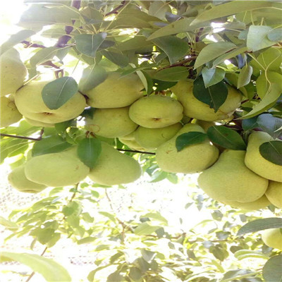 定植兩年的小梨樹基地報價 梨樹實生苗批發(fā)多錢