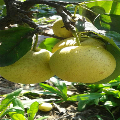 定植兩年的小梨樹(shù)批發(fā)多錢(qián) 矮化梨樹(shù)苗現(xiàn)貨批發(fā)