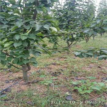 脆冠梨樹苗現(xiàn)貨供應(yīng)山東梨樹苗基地基地報(bào)價(jià)