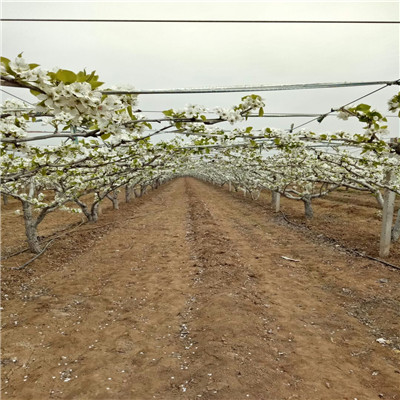 翠冠梨树苗出售电话 定植两年的小梨树批发基地