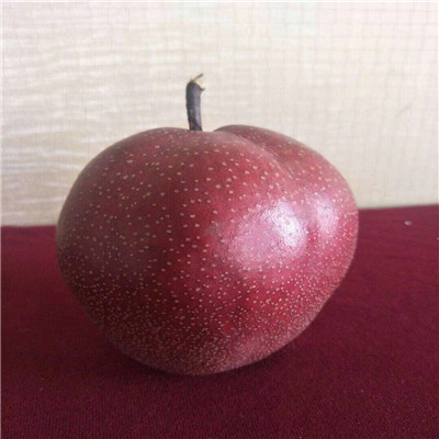 金果梨二號(hào)梨樹(shù)苗當(dāng)年結(jié)果梨樹(shù)苗場(chǎng)電話