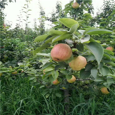 黃寶石梨樹苗定植兩年的小梨樹批發(fā)多錢