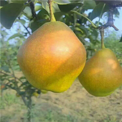 定植两年的小梨树批发多钱 金果梨二号梨树苗批发基地