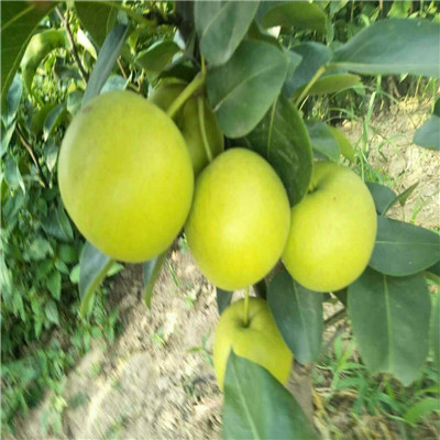 美人酥紅梨苗批發(fā)價格 定植兩年的小梨樹批發(fā)基地