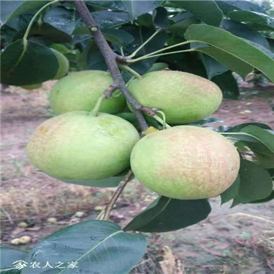 兩年生嫁接梨樹苗現(xiàn)貨供應(yīng) 夏玉梨樹苗現(xiàn)貨批發(fā)