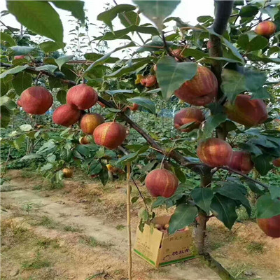 新品种梨树苗价格及报价 定植两年的小梨树现货批发