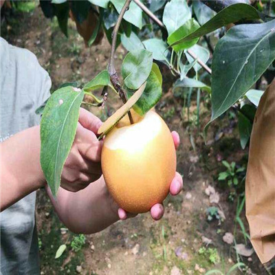 黄金梨树苗基地报价 两年生嫁接梨树苗苗场电话