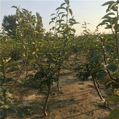 美人酥紅梨苗價格及報價 新品種梨樹苗基地報價