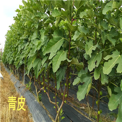 新品種無花果苗多錢一棵沙漠王無花果苗現(xiàn)貨供應(yīng)