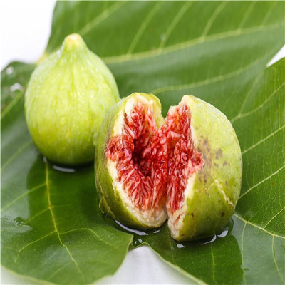 山東無(wú)花果苗基地種植技術(shù) 無(wú)花果苗種植技術(shù)