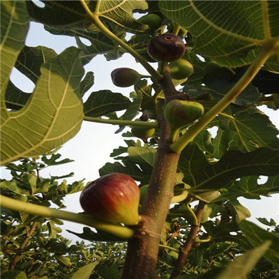 新品種無花果苗價格及報(bào)價綠果無花果苗基地報(bào)價