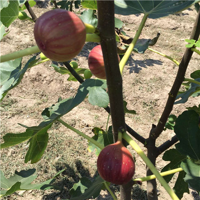 新品種無花果苗多錢一棵沙漠王無花果苗現(xiàn)貨供應(yīng)