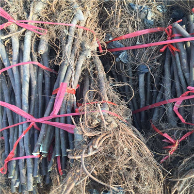 山東無花果苗基地出售電話 斯坦拉無花果苗出售電話