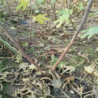 兩公分無花果苗批發(fā)價格 布蘭瑞克無花果苗批發(fā)價格