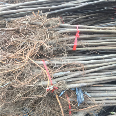 新品種無花果苗多錢一棵沙漠王無花果苗現(xiàn)貨供應(yīng)