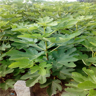 地徑一公分現(xiàn)貨供應(yīng) 沙漠王無花果苗現(xiàn)貨供應(yīng)
