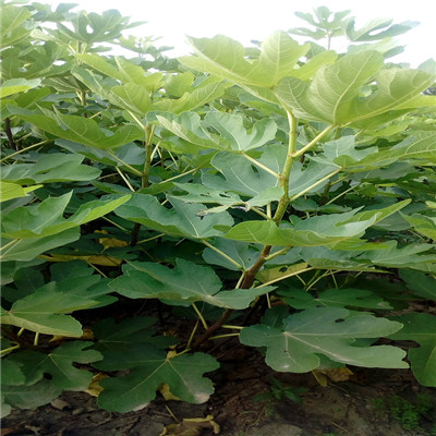 無花果苗2020年無花果苗批發(fā)電話
