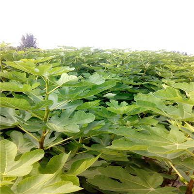 地徑一公分現(xiàn)貨供應(yīng) 沙漠王無花果苗現(xiàn)貨供應(yīng)