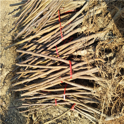 兩公分無花果苗批發(fā)多錢中農(nóng)紅無花果苗苗場電話
