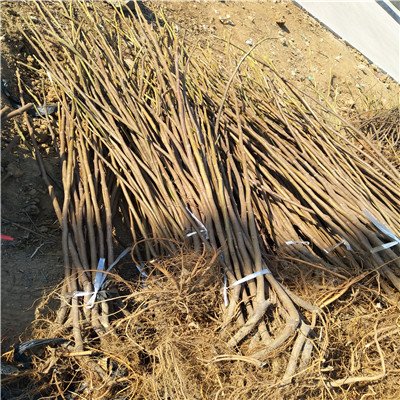 地徑一公分無花果苗批發(fā)價(jià)格金傲芬無花果苗現(xiàn)貨供應(yīng)