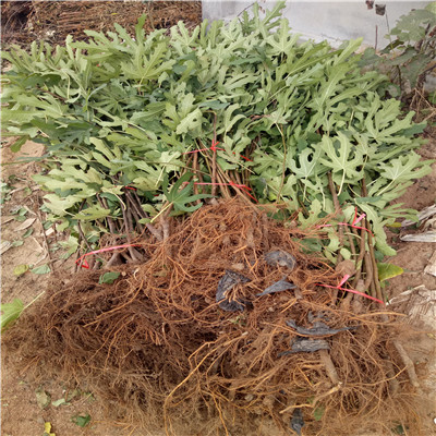 山東無花果苗基地出售電話 斯坦拉無花果苗出售電話