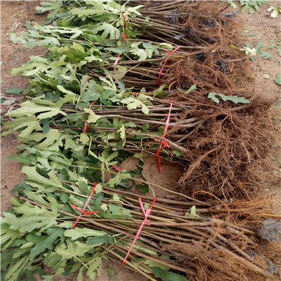 新品種無花果苗多錢一棵沙漠王無花果苗現(xiàn)貨供應(yīng)