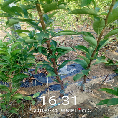 新品種李子苗品種特色 恐龍蛋李子苗苗場(chǎng)電話