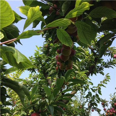 2020年山東李子苗種植技術(shù) 紅西梅李子苗批發(fā)報(bào)價(jià)