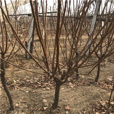 密斯李李子苗兩年生三公分李子樹批發(fā)價(jià)格