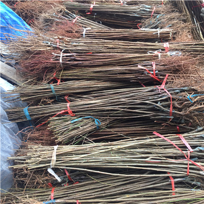 兩年生三公分李子樹琥珀李李子苗品種特色