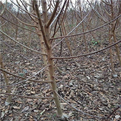 西梅李李子苗一年生嫁接李子苗批發(fā)基地