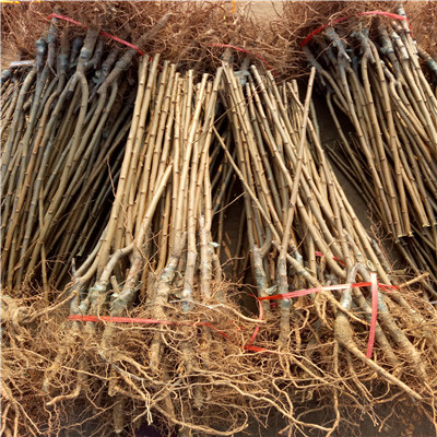 味后李子苗地徑一公分李子苗價(jià)格及報(bào)價(jià)
