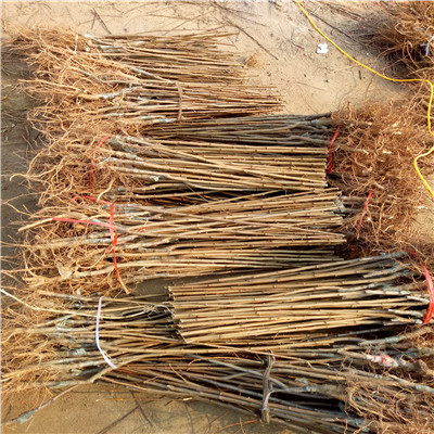 三公分以上李子樹(shù)蛇李李子苗基地報(bào)價(jià)