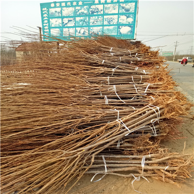三公分以上李子樹基地報(bào)價(jià) 大紅李李子苗價(jià)格及報(bào)價(jià)