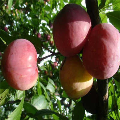 紅心李子苗兩年生三公分李子樹基地報(bào)價(jià)