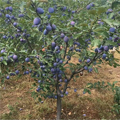 紅心李子苗兩年生三公分李子樹基地報(bào)價(jià)