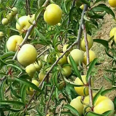 紅心李子苗兩年生三公分李子樹基地報(bào)價(jià)