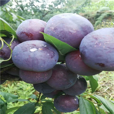 三公分以上李子樹(shù)蛇李李子苗基地報(bào)價(jià)