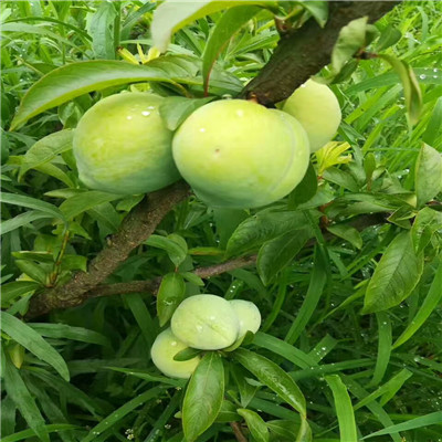 2020年山東李子苗種植技術(shù) 紅西梅李子苗批發(fā)報(bào)價(jià)