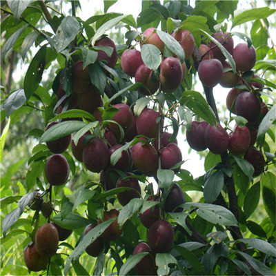 2020年山東李子苗種植技術(shù) 紅西梅李子苗批發(fā)報(bào)價(jià)