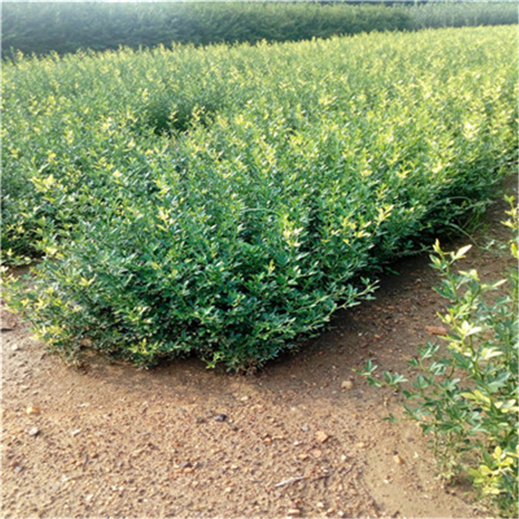 枳殼苗批發基地批發價格 枳殼小苗批發價格
