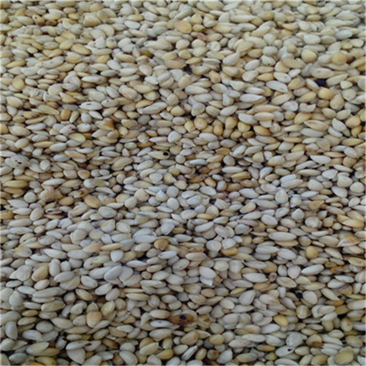 枳殼兩年苗種植季節(jié)好枳殼兩年苗現(xiàn)貨供應